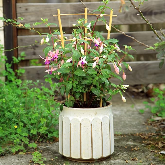 COLOtime 3Pack Bamboo Trellis 16 Inch Fan Shaped Small Plant Trellis for Indoor Potted Plants Climbing Monstera Orchid Vine Hoya Houseplant