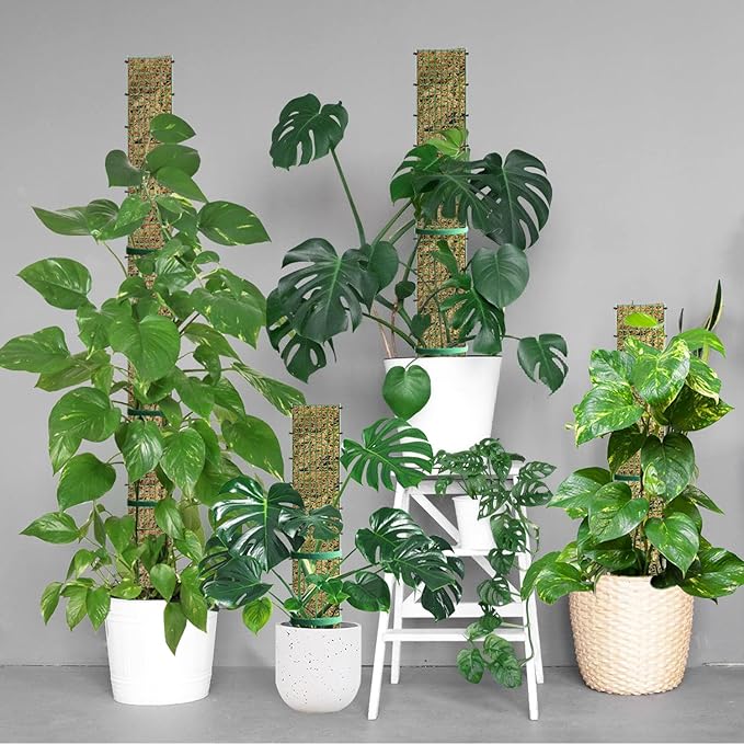 60" Metal Moss Pole, D Shape Sphagnum Moss Pole, Moss Poles for Climbing Plants, Monstera, Indoor Climbing Plants (2Pcs 60")