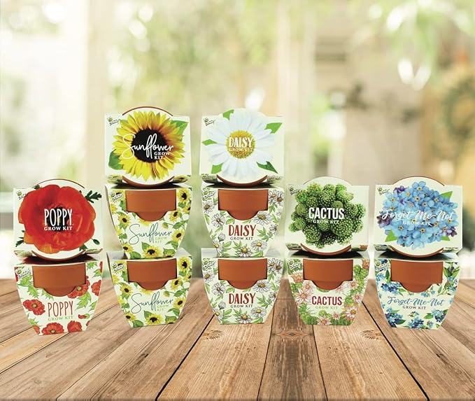 BUZZY Seeds Mini Terracotta Pots 12-Pack with Plant Seeds, Poppy, Sunflower, Daisy, Cactus and Forget Me Not, All-in-One Seed Starter Kit, Indoor Outdoor Gardening Gift, Wedding Favors, Mother's Day