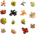 Live Assorted Succulent Cuttings | UNROOTED Succulent Cuttings | Starter Indoor House Plants for Bulk Home, Garden or DIY Gift (15 Pack)