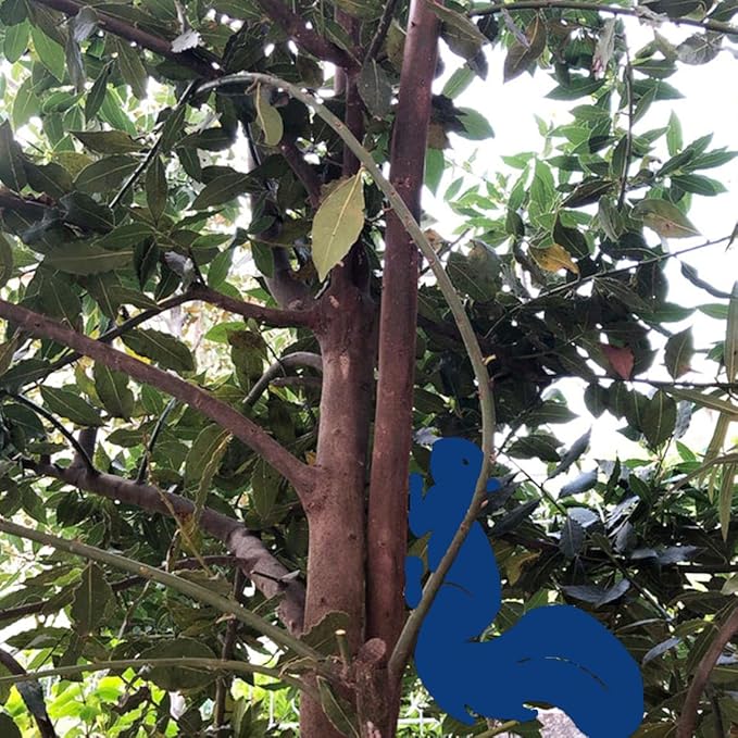 Rusty Squirrel Garden Stake, Metal Squirrel Yard Art,Squirrel Silhouette, Rusted Metal Garden Decor, Garden Gifts for Her Him(Cobalt Blue,20x14.5/50x37cm)
