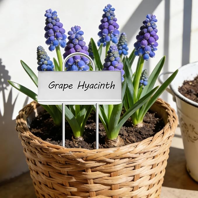 Small Size 304 Stainless Steel Plant Labels Metal Garden Plant Markers Weatherproof Stake Garden Plant Tags for Outdoor Seedling Flower (30 Pack) (Stainless Steel-2.5 Inch Width)