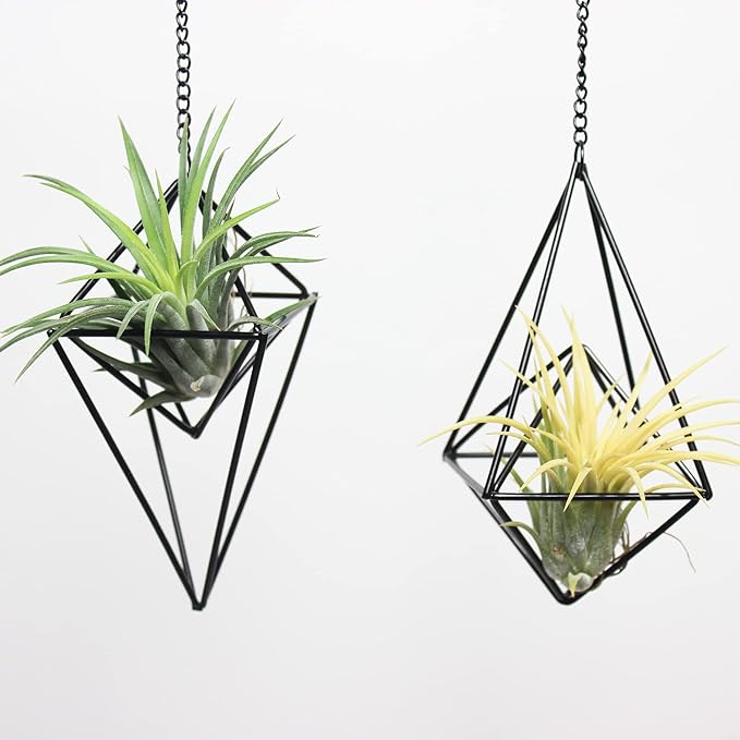 ZOOELAY Hanging Air Plants Holders Black Airplants Plant Hanger Metal Geometric Inoor Planter Holder Air Ferns Display Rack with Chain 4Pcs …