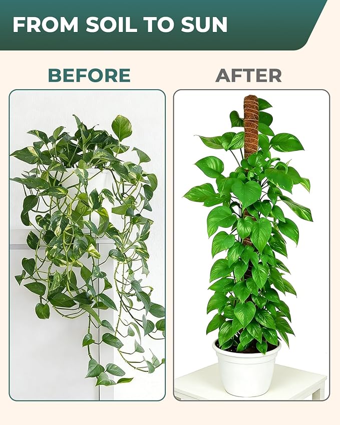 6 Pcs Moss Poles for Climbing Plants, 4 Pcs 39" & 2 Pcs 11" Tall Bendable Coco Coir Trellis Stakes - Indoor Plant Support for Monstera, Pothos- Handmade Moss Sticks for Potted Houseplants