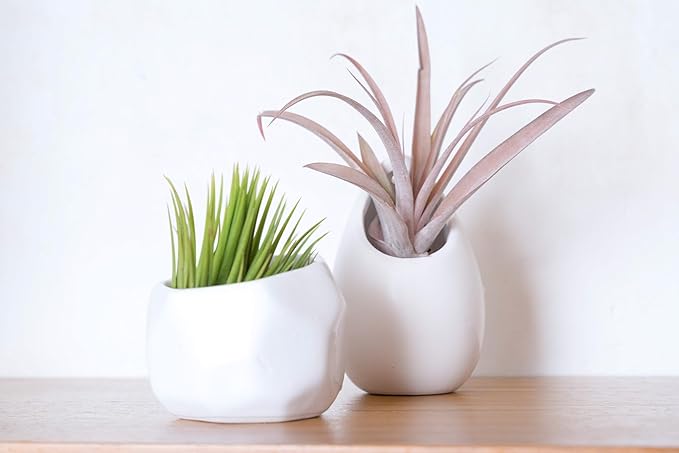 Air Plant Shop White Geometric Holder Sets of 3 with Mixed Air Plants- Wholesale and Bulk - Succulents - Live Tillandsia - Easy Care Indoor and Outdoor House Plants