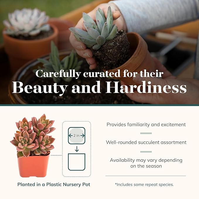 Shop Succulents Endless Summer Succulent Pack Collection - Live Mini Succulent Plants, Low Maintenance, Colors & Textures - Wedding and Party Favors, Gift & Garden, Pack of 64