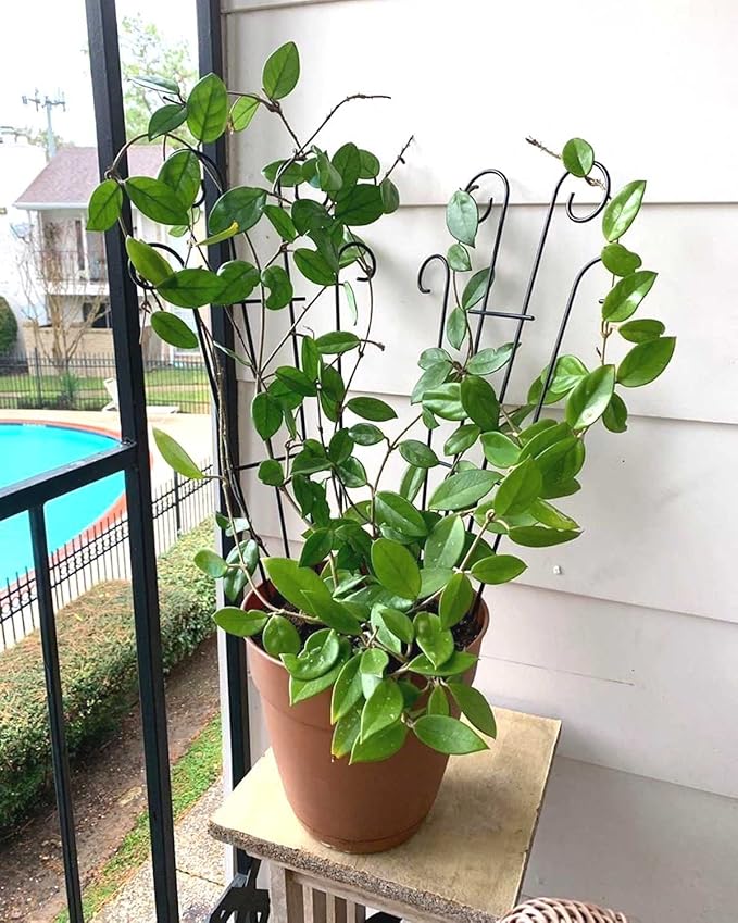 Mklsit 4 Pack 23'' Metal Garden Trellis for Climbing Plants Outdoor, Indoor Plant Trellis Support for Potted Plants, Rustproof Pot Trellis for Houseplant Flower Vines Ivy, Wave Shape, Black