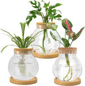 Plant Propagation Station, Water Planting for Plants with Tray & Wooden Saucer, Hydroponics Plants Jars Home Office Desktop Decor, Glass Planters for Indoor Hydroponic Decor