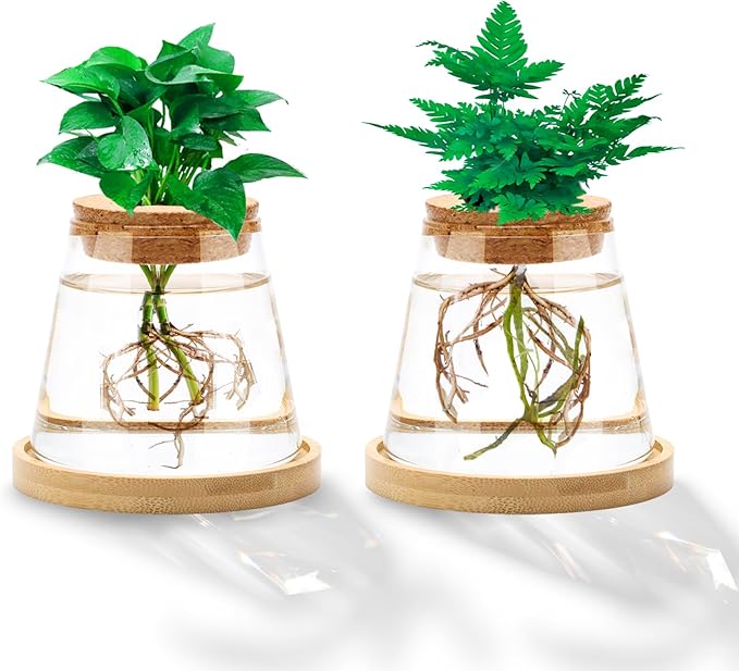 2 Pcs Plants Propagation Station, Separated Desktop Glass Planter Station Hydroponics Plant Terrarium with Wooden Tray & Lid Glass Vase Propagating Jars Gifts for Women Mom Plant Lovers