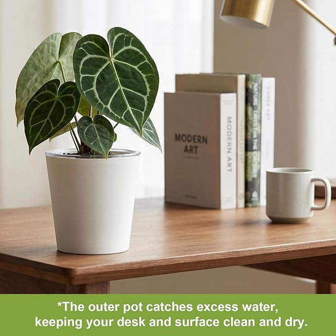 6 Pack of 6in Plastic Cachepot with 6 inch Clear nusery Pot - self Watering Indoor Planter with Drainage for Root Visibility,semi Hydro pots for repotting Monstera,Orchids,Aroid,White