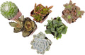 Live Succulents Plant Pack (6-Pack), Real Succulent Plants & Mini Plants for Beginners, Live House Plants, Mini Succulents, Outdoor & Indoor Plants, Live Plants in 2" Grower Pots by Plants for Pets