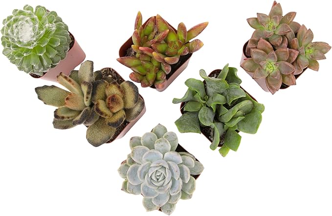 Live Succulents Plant Pack (6-Pack), Real Succulent Plants & Mini Plants for Beginners, Live House Plants, Mini Succulents, Outdoor & Indoor Plants, Live Plants in 2" Grower Pots by Plants for Pets