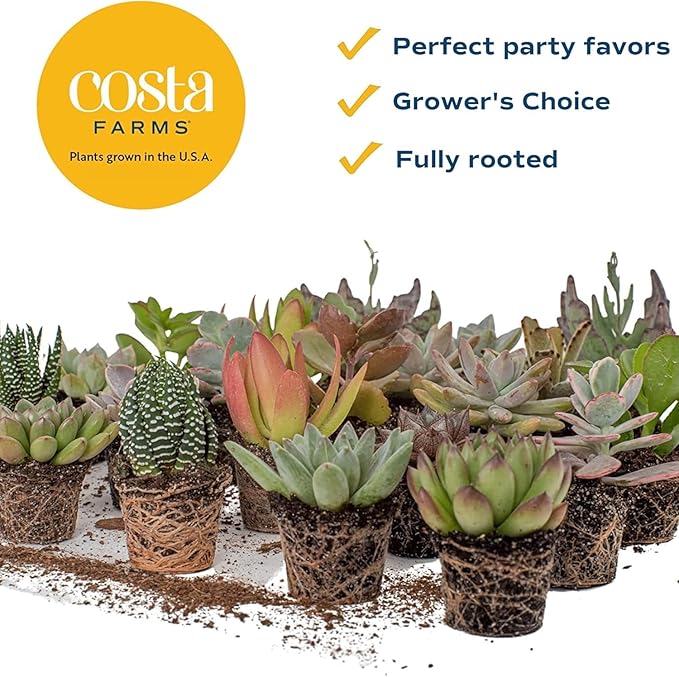 Costa Farms Mini Succulent Live Plants in Plastic Pots, Easy to Maintain Indoor Succulents, Houseplants for Home, Room, or Office Decor, House Warming or Party Favors, 2-3.5 Inches Tall, Pack of 12