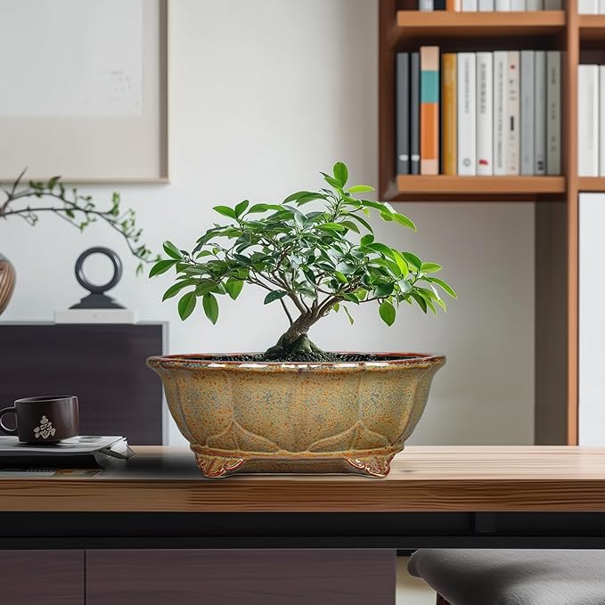 Ceramic Bonsai Pots - 11 Inch Succulent Planters for Indoor Outdoor Plants, Bonsai Tree Pots with Drainage Hole, Shallow Succulent Plant Pot, Room Decor, Plant Lover Gift, Oval Yellowish Brown
