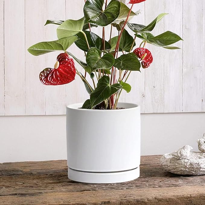 Yukfona Ceramic Plant Saucer Pot Tray 12 Inch, Planter Saucers 4 5 6 7 8 9 10 11 12 Inch for Indoors Outdoor, Durable Sturdy Flower Drainage Tray for Glazed Pots Base (12.5 Inch-White)