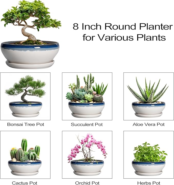 SQOWL Bonsai Pots Ceramic - 8 Inch Succulent Planters Indoor, Succulent Pot with Drainage Hole and Tray, Shallow Ceramic Plant Pot, Round Bowl Planter, Porch Decor, Gardening Gift, Blue Off-White