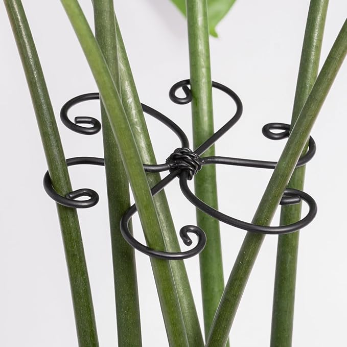 Yohsnor Monstera Plant Support Hook - 4.1x4.1IN 5PCS, Durable Adjustable Stem Support System, Gentle Protection for Monstera and Fishbone Cactus, Professional Indoor Plant Stabilizer