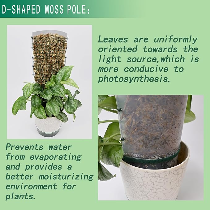 Metal Moss Poles for Climbing Plants, D-Shape Sphagnum Moss Pole Monstera Plant Support for Climbing Plants, DIY Plant Stakes Work with Sphagnum Moss (12ft D-Shaped Frosted)