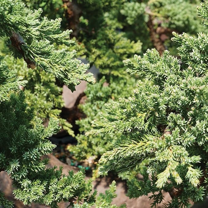 Brussel's Bonsai - Live Green Mound Juniper Bonsai Tree Kit, Outdoor Bonsai Tree Live Plant with Ceramic Pot and Soil, Easy Care Bonsai Starter Kit for Patio Garden (Small)