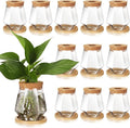 Baderke 12 Packs Propagation Vases for Plants Plastic Plant Propagation with Hole Lid and Bamboo Stand Growing in Water Hydroponic Home Office Desktop Vase Decoration (Cup Style)