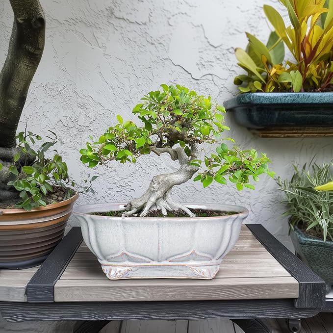 11 Inch Bonsai Pots - Ceramic Bonsai Planters for Indoor Outdoor Plants, Succulent Pots with Drainage Hole, Shallow Planter, Decorative Flower Pot, Home Decor, House Warming Gifts, Oval Grey