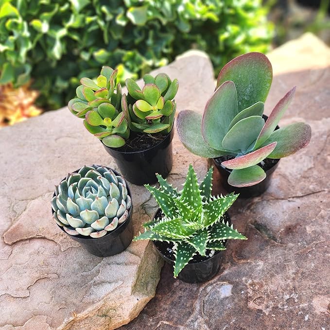 Altman Plants, Live Succulents Plants Live Houseplants (4PK), Succulent Plant Lover Gifts, Live Indoor Plants in Potting Soil, Live Plants Indoor Cactus Plants Live Succulent Plants Live House Plants