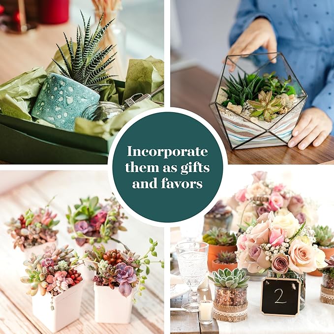 Shop Succulents Assorted Succulent Plant Pack Bulk Collection - Live Mini Succulent Plants, Low Maintenance, Mixture of Colors & Textures - Wedding and Party Favors, Gift & Garden, Pack of 32