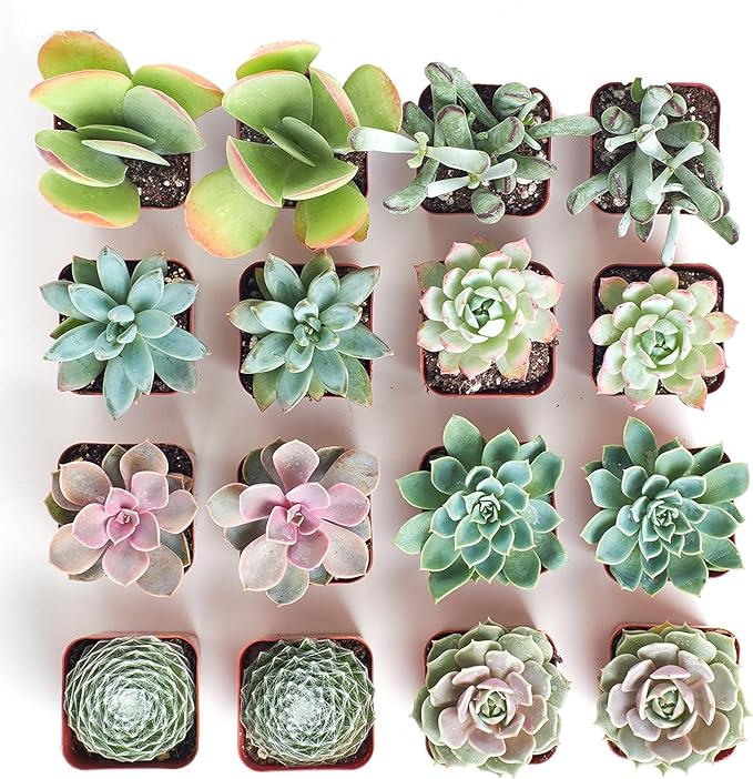 Shop Succulents Pastel Succulent Plant Pack Bulk Collection - Live Mini Succulent Plants, Low Maintenance, Bright & Serene Colors & Textures - Wedding and Party Favors, Gift & Garden, Pack of 16