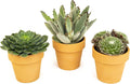 Succulents Plants Live in Clay Pots (3 PK), Live Succulent Plants Live Plants in Succulent Pots, Live Succulents Unique Gardening Gifts for Plant Lovers, Mini Succulents Plant Gifts by Plants for Pets
