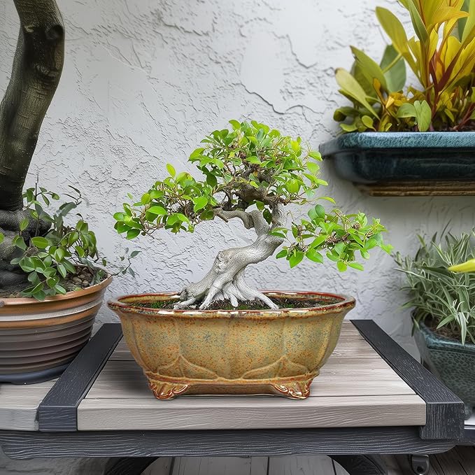 Ceramic Bonsai Pots - 11 Inch Succulent Planters for Indoor Outdoor Plants, Bonsai Tree Pots with Drainage Hole, Shallow Succulent Plant Pot, Room Decor, Plant Lover Gift, Oval Yellowish Brown