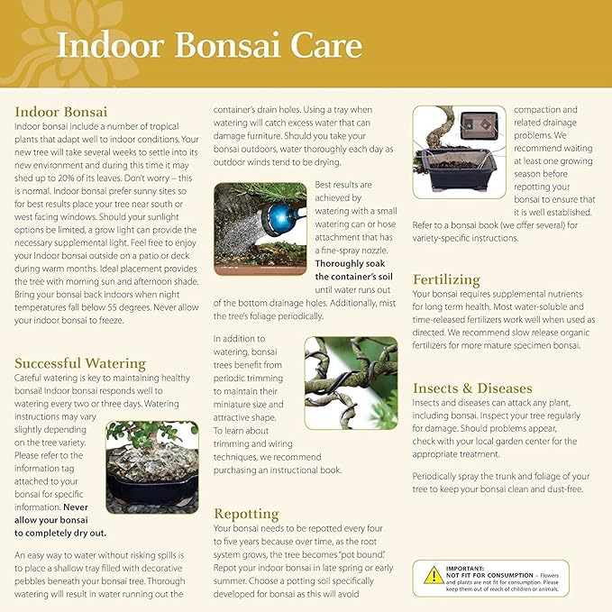 Brussel's Bonsai - Live Dwarf Jade Bonsai Tree Kit with Ceramic Bonsai Pot & Bonsai Soil, Indoor Bonsai Plant Starter Kit, Easy Care Houseplant for Home or Office (Small)