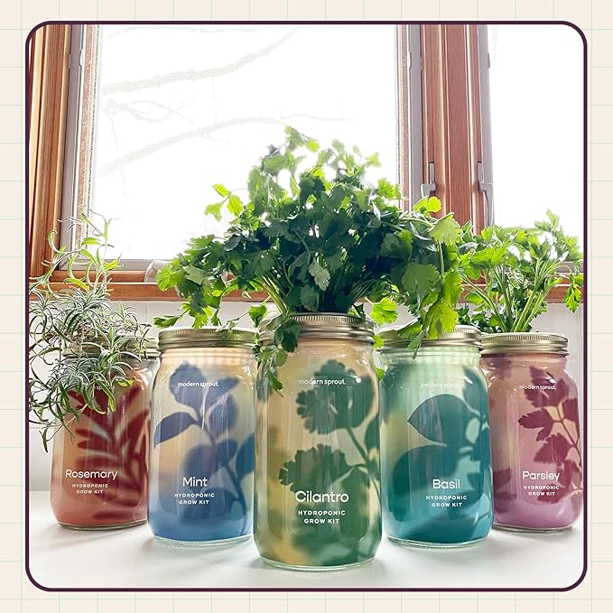 Modern Sprout Mason Garden Jar - Self-Watering Hydroponics Growing System Kit with Organic Herb Seeds - Jar Planter for Indoor Herb Garden - Seed Starter Kit - Home Decor & Gifting - Parsley