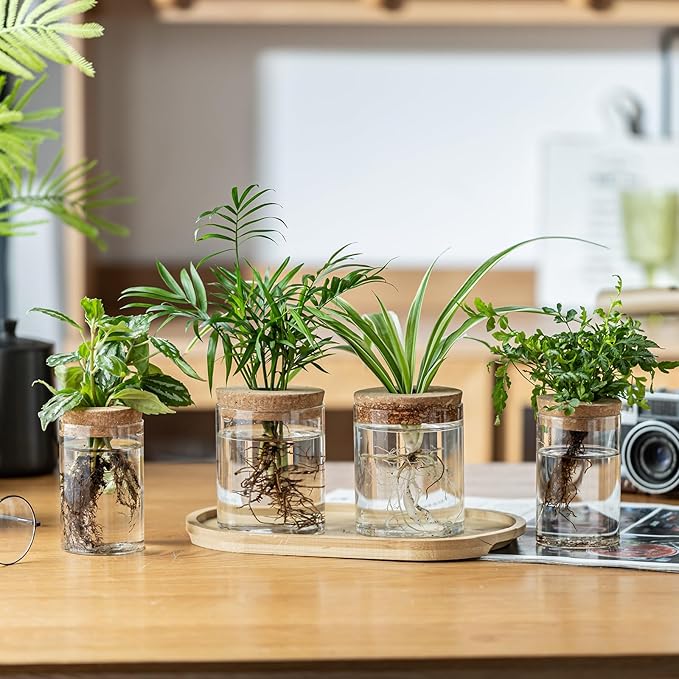 Plant Propagation Stations for Plants, 2 Size Glass Propagation Vases for Propagating Hydroponic Indoor Home Office Decor, Tabletop Glass Planter Gift for Plant Lovers (6)