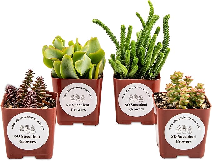 Live Crassula Succulents Plants Variety Pack - Well Rooted Plants in 2 Inch Pots - Real, Small, Assorted Houseplants for Indoor, DIY, Home Decor, Wedding, or Birthday Gift (4 Pack)