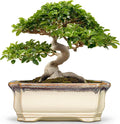 13.7 Inch Bonsai Planter - Ceramic Bonsai Tree Pots for Indoor Outdoor Plants, Succulent Pots with Drainage Hole, Large Plant Pot, Patio Decor, Gifts for Gardeners, Rectangular Beige-Brown
