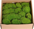1.5 Sq. Ft. Preserved Moss Pole Decorative Moss for Crafts, Art, Wall Decor,Yellow Green Moss