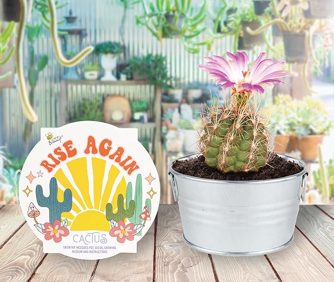 Buzzy Seeds Cactus, Moss Rose, Aloe Mini Basin Grow Kit Trio, 3pk, Indoor Gardening Starter Pots