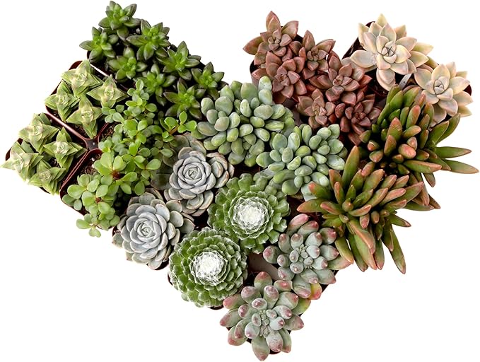 Succulents Plants Live (20PK) Potted Succulent Plants Live House Plants, Cactus Plants Live Plants Indoor Plants Live Houseplants, Indoor Plant Succulents Live Plant House Plant by Plants for Pets