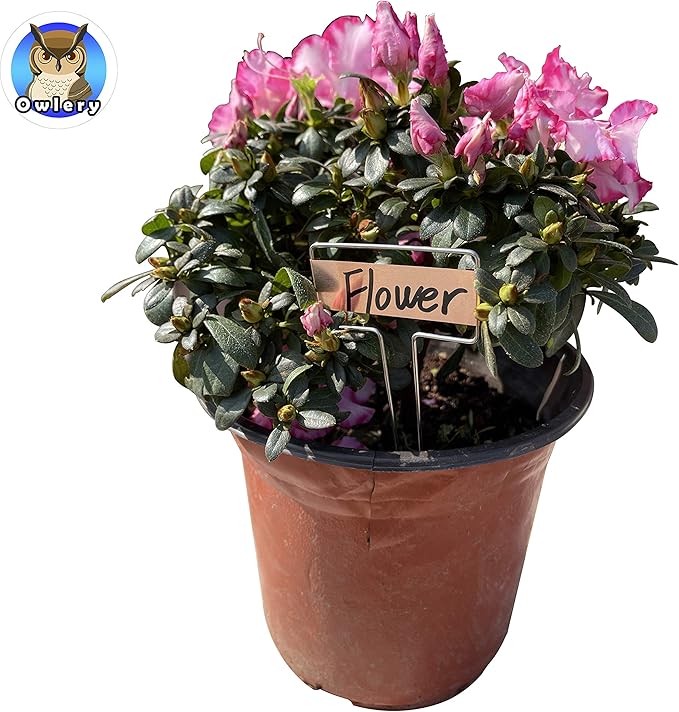 Copper Plate Metal Plant Labels Garden Stake Tags Reusable Planting Gardening Markers (5 x 2.6 inch)
