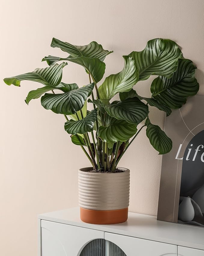 Self Watering Plant Pot : 8 Inch Ceramic Planter with Drainage Hole & Water Storage Plus - Flowerpot for Indoor & Outdoor Plants (Beige & Red-Brown)