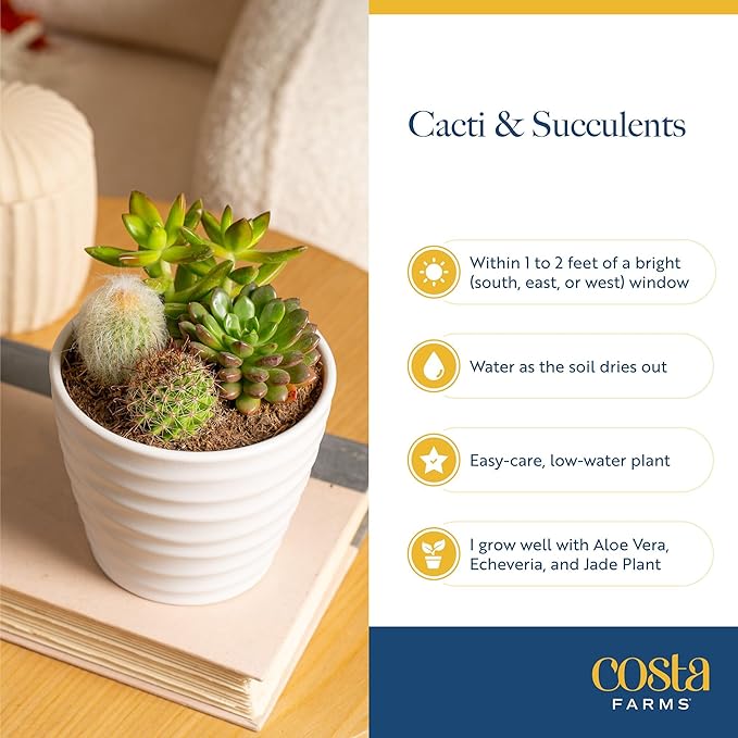 Costa Farms Mini Live Succulents, Echeveria Houseplant, Beautiful Live Indoor Plants in Cute Décor Stone Planter Pots, Great Gift for Perfect Room Décor, 4-Inches Tall (2-Pack)