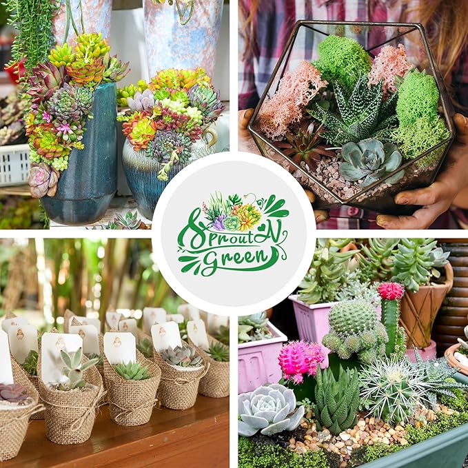 Sprout N Green 30 Live Succulent Plants, 6 Assorted Varieties of Real Succulents Potted in 2" Starter Pot with Soil Mix, Rare Small Indoor House Plants for Home Garden Wedding Decor Party Favor