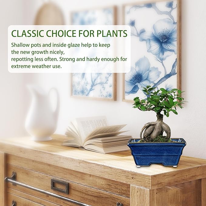 Villa Como Bonsai Pots Shallow Succulent Planters for Live Bonsai Trees Set of 2, 6.3" Ceramic Pot for Succulents Indoor with Drainage Hole, Outdoor Cactus Plant Bonsai Pot, Ceramic Flower Pot