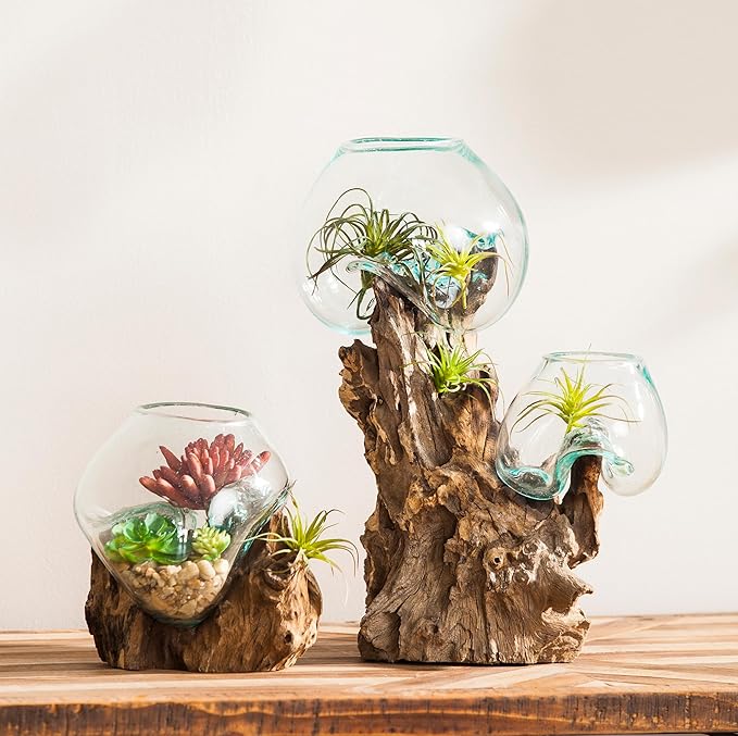Cape Craftsmen 7" Hand-Blown Blue Tinted Bubble Glass On Natural Teak Driftwood Terrarium Kit | Home Décor Indoor Planter with Stand | Pot for Succulent and Plants