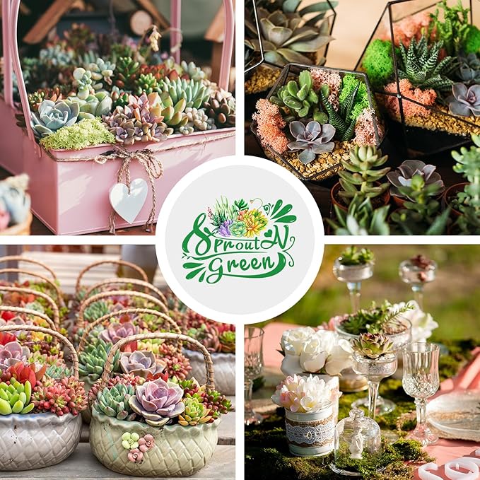 Sprout N Green 100 Live Succulent Plants, 10 Assorted Varieties of Real Succulents Rooted in 2" Pot with Soil, Small Indoor House Plants for Home Garden Wedding Decor Party Favor