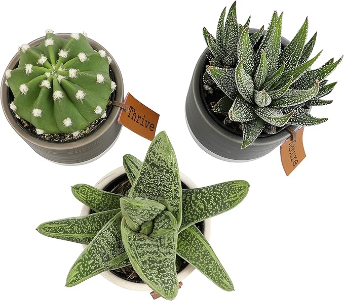LoLite Cactus & Live Succulent Plants Set (3 Pack), Low Light Houseplants, Easy Plant Gift, Approx. 4-6 in. Tall, Mixed Haworthia, Gasteria & Cacti Varieties, Stylish 2-Tone Ceramic Pots Included