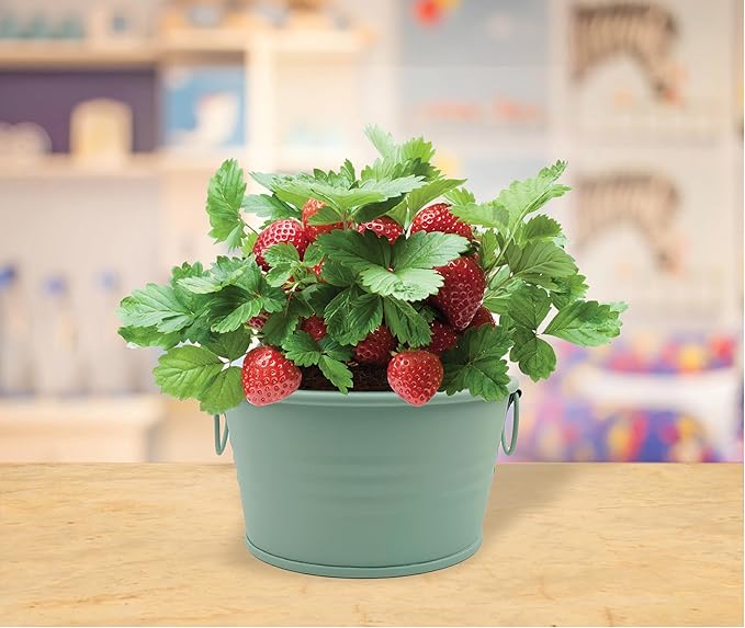 BUZZY Seeds Sage Green Painted Basin Strawberry Grow Kit, Indoor Fruit Plant Starter, Fun DIY Gardening Gift, Grow Your Own Snack, Party Favor or Valentine Gift