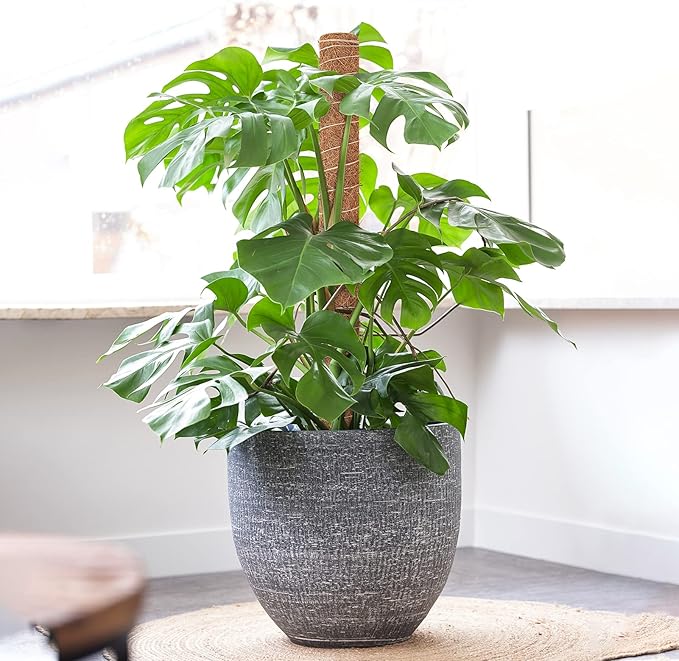 GROWNEER 24 Inch Moss Pole for Plants Indoor, 2 Pcs 15 Inch Stackable Coir Totem Monstera Support, Moss Sticks with 15pcs Labels and 78in Garden Ties, Stake for Climbing Snake Plants Indoor