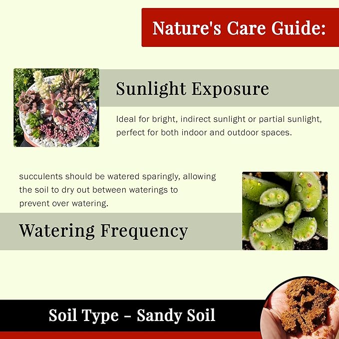 64 Pack Live Succulents Plants Mystery Pack - Variety of Well Rooted Plants in 2 Inch Pots - Real, Small, Assorted Houseplants for Indoor, DIY, Home Decor, Wedding, or Birthday Gifts