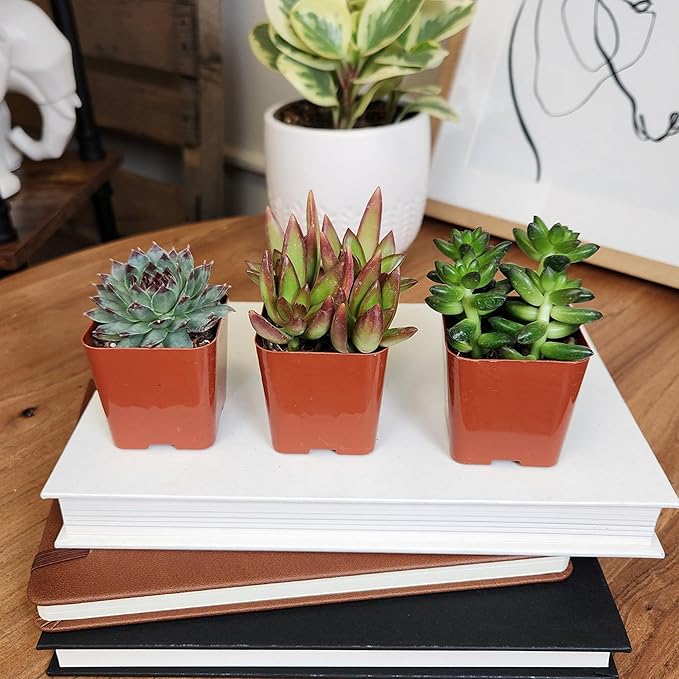 Altman Plants Deluxe Live Succulents (6 Pack), No Duplicates, Assorted Varieties, & Shapes, Easy Plant Care, 2 in Pots